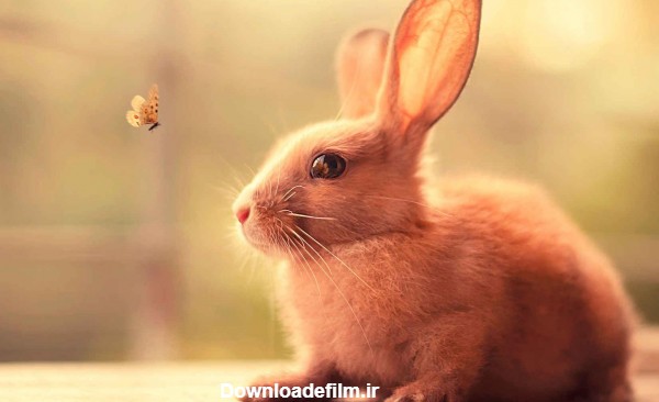 عکس خرگوش قشنگ - عکس نودی