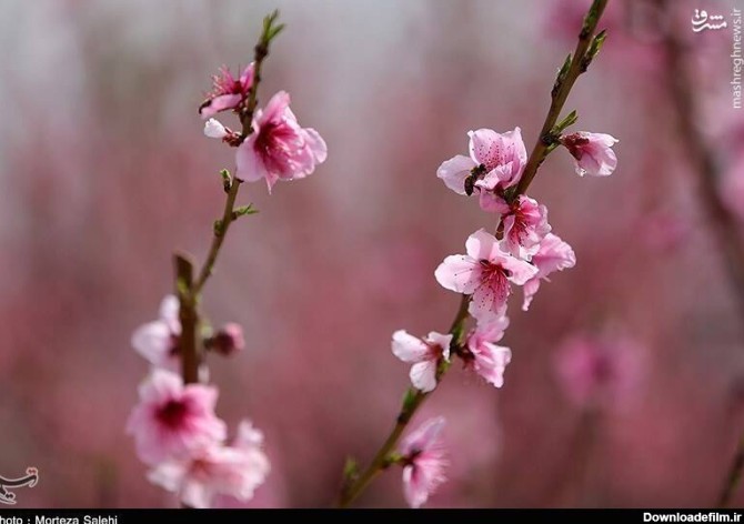 تصاویر زیبای بهاری برای دسکتاپ