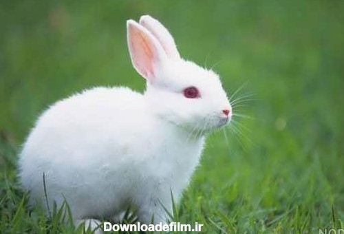 عکس خرگوش چشم سبز - عکس نودی