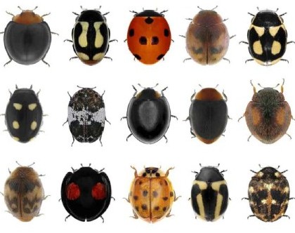 آشنایی با کفشدوزک ها: حشراتی دوست داشتنی با تنوع شگفت انگیز