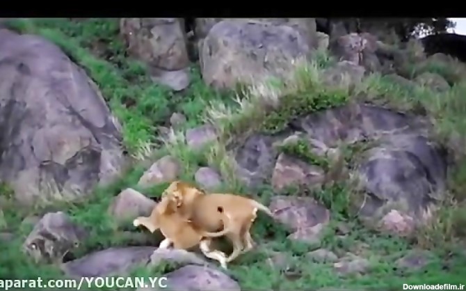 حمله وحشیانه یک شیر نر به یک شیر ماده و توله هایش / جنگ وحشتناک حیوانات