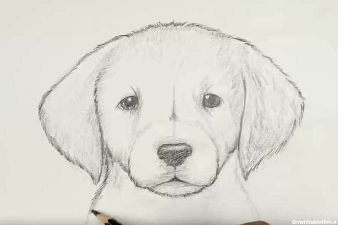 آموزش نقاشی سگ کودکانه برای کودکان - نقاشیار