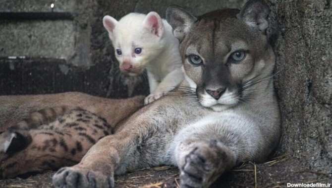 پدیده‌ای نادر؛ تولد توله شیر زال در یک باغ وحش/ عکس - خبرآنلاین