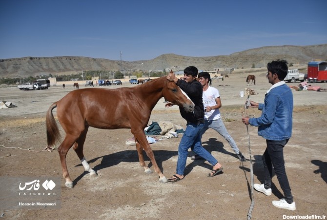 فرارو | (تصاویر) جشنواره ملی اسب اصیل ترکمن