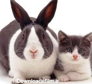 تصاویر جالب از گربه‌ها و خرگوش‌های کاملا همشکل