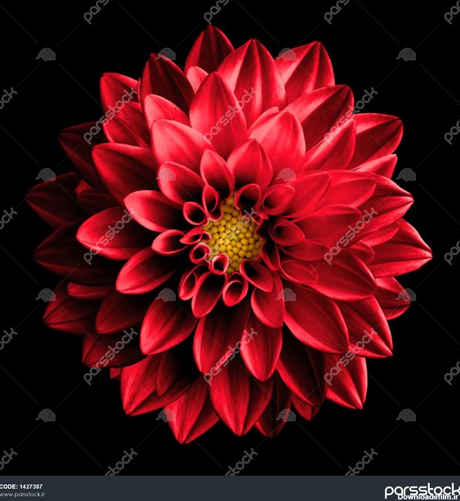 ماکرو کروم کریستال گل سرخ رنگارنگ کریستال دوراولا بر روی سیاه و ...
