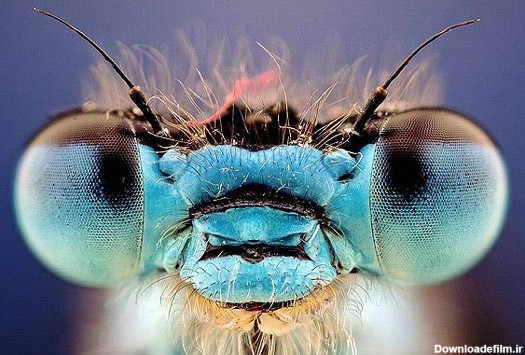 ميز نفت - تصاویری از نمای نزدیک صورت حشرات