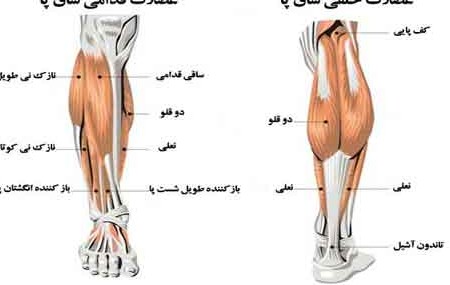 علم ورزش | آناتومی عضلات ساق پا