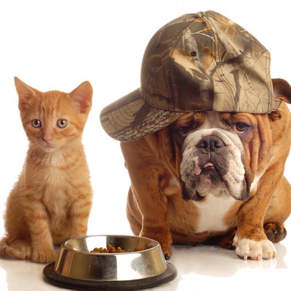 عکس سگ و گربه با ظرف غذا - مسترگراف
