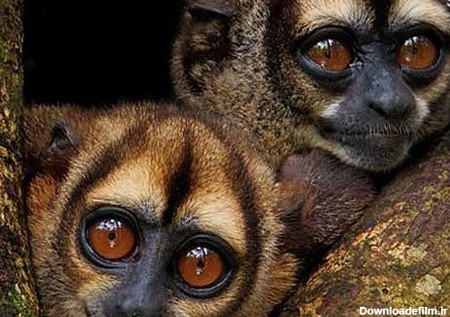 عکس: دنیای تماشایی میمون‌های آمازون