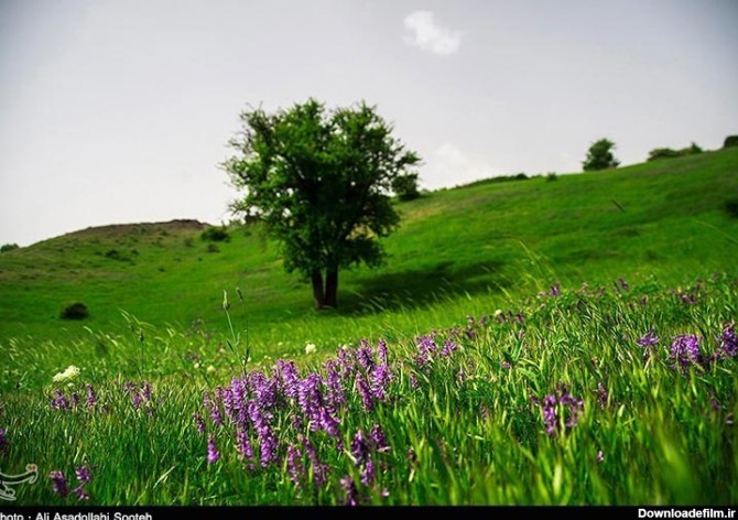 طبیعت زیبای بهاری گیلان به روایت تصویر | طرفداری
