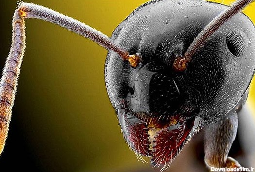 تصاویری از نمای نزدیک صورت حشرات - تابناک | TABNAK