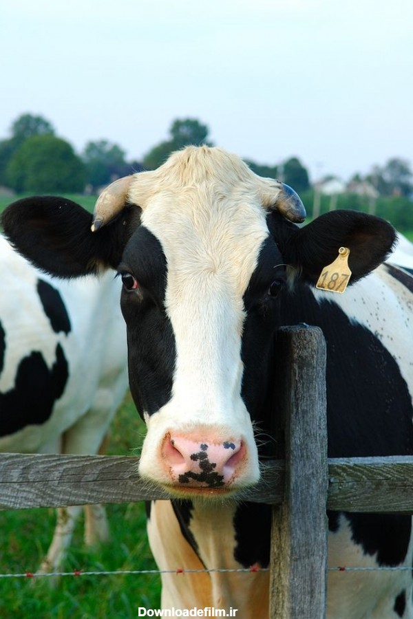 دانلود عکس پروفایل گاو مشکی سفید در مزرعه
