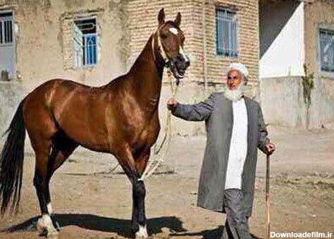 اسب نژاد ترکمن صنعتی که می توانست گل کند اما نشد/ سودی که به جای ...