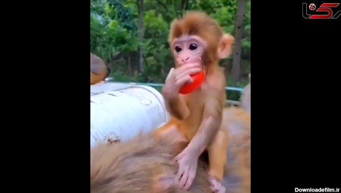 بی احساس ترین مادر میمون ها را ببینید + فیلم
