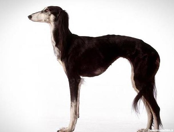 همه‌ی نژادهای سگ شکاری را بشناسیم - مهارت آموزی به هدف تولید