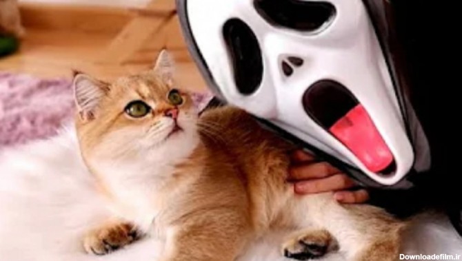 کلیپ فان گربه ها :: حیوانات بامزه خانگی :: گربه ها و صورتک ترسناک
