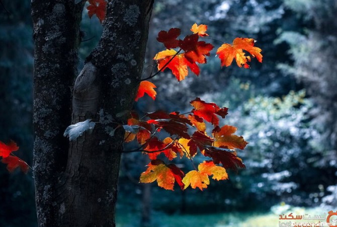 بی نظیرترین عکس های پاییزی را با کیفیت خوب دانلود کنید
