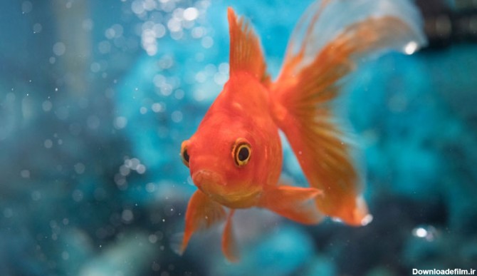 ۲۵ نوع از پرطرفدارترین ماهی های آکواریومی و شرایط نگهداری از ...