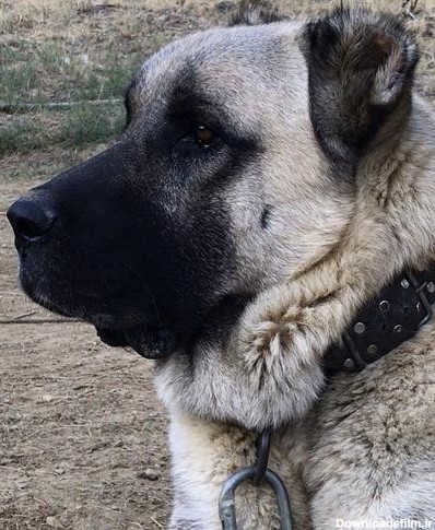 تصاویر مرتبط با فروش سگ کانگال 8 ماه نر و جنگی با وزن 75