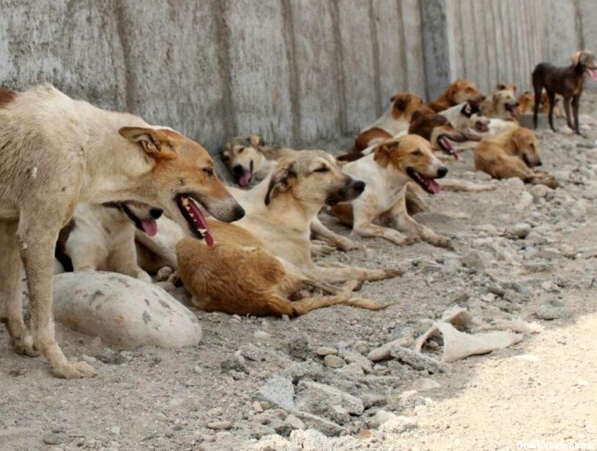 تصاویر هولناک حمله سگ‌های ولگرد به یک خانواده در فردیس | سگ‌ها خون ...