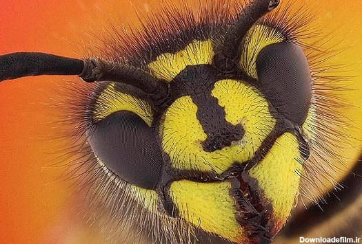 تصاویری از نمای نزدیک صورت حشرات - تابناک | TABNAK