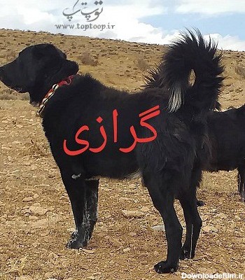 عکس سگ نگهبان قهدریجانی