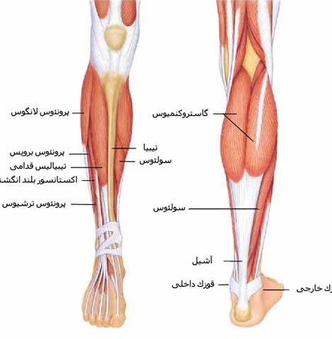 آناتومی ساق پا - کلینیک فیزیوتراپی ایران نوین اصفهان درد ساق پا