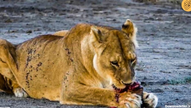 فرارو | (ویدئو 16+) یک شیر ماده سر بچه خود را خورد!