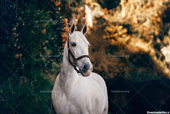 عکس با کیفیت زیبای اسب سفید در فضای باز - نمایشگاه هنر ایران