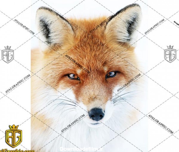 عکس با کیفیت روباه قشنگ مناسب برای طراحی و چاپ - عکس روباه - تصویر روباه - شاتر استوک روباه - شاتراستوک روباه