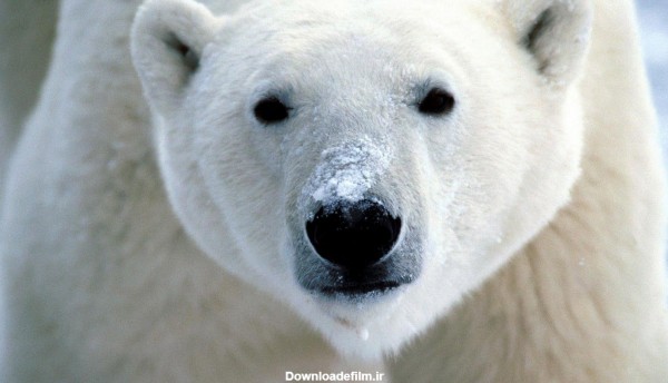 تصویر خرس قطبی با کیفیت بالا برای روز جهانی خرس قطبی