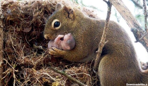 عکسی از نوزاد بانمک سنجاب در آغوش مادرش
