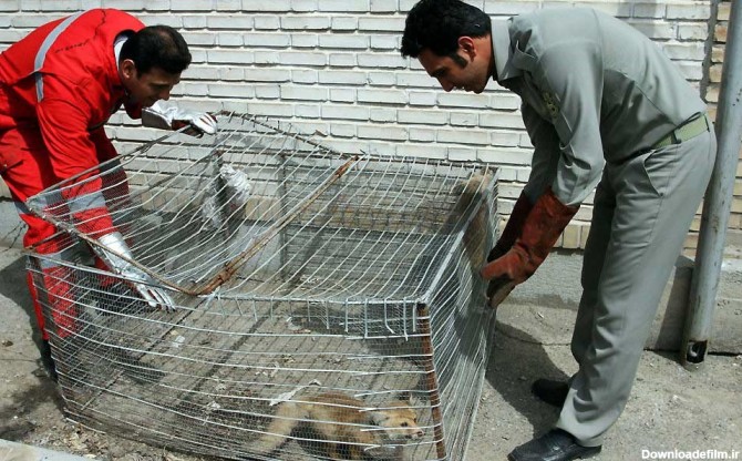 خبرآنلاین - زنده گیری دو قلاده روباه سرگردان در مشهد‎