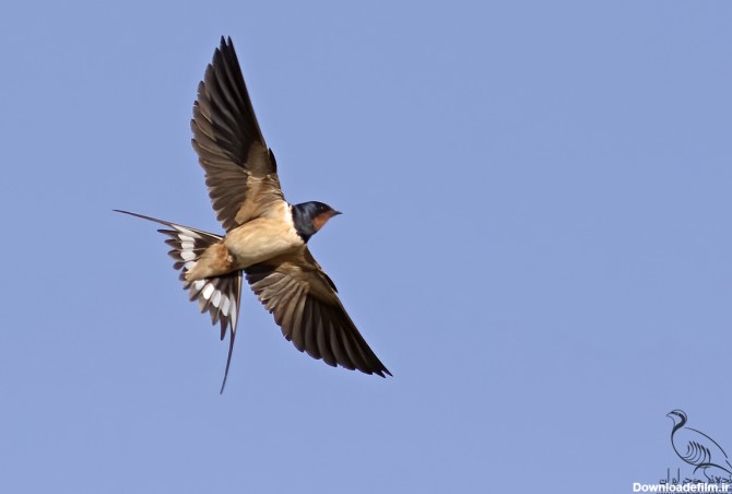 پرستو » پرستو (Hirundo rustica) » گالری » سایت تخصصی پرنده نگری در ...