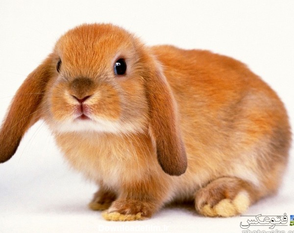عکس خرگوش با زمینه سفید khargoosh