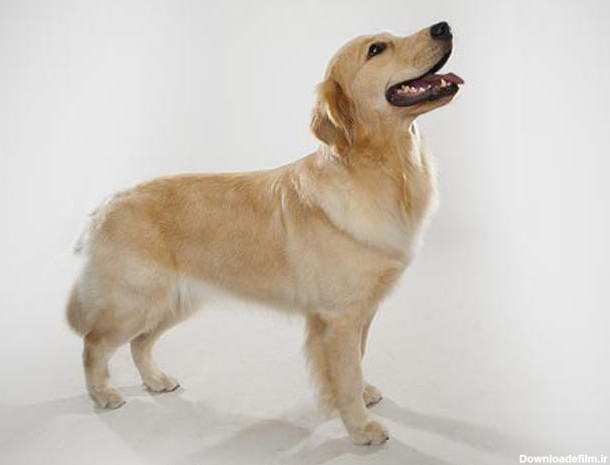 سگ گلدن رتریور | Golden Retriever
