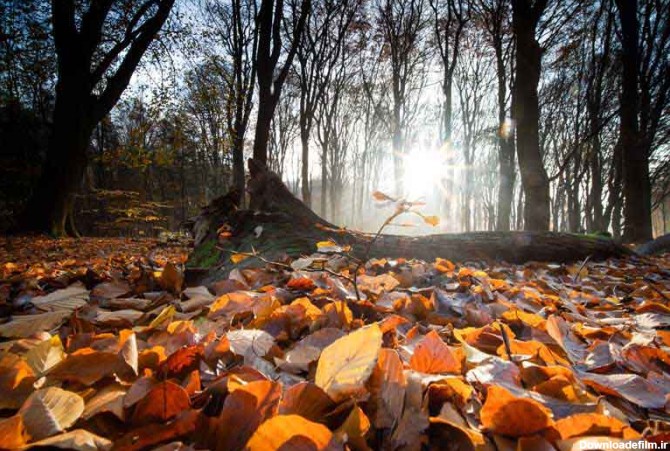 تصویر باکیفیت برگ های خشک روی زمین در جنگل