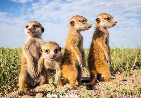 تصاویری بامزه از حیوانات کوچک آفریقایی | لست سکند