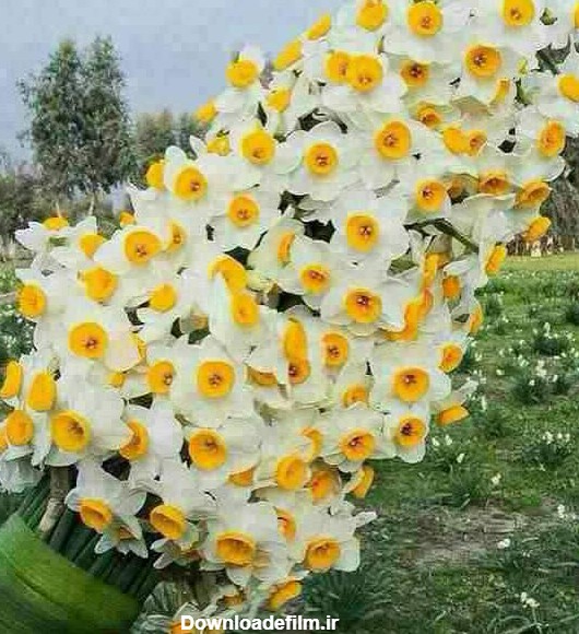 گلزار کازرون،تقدیم به عاشقان گل نرگس - عکس ویسگون