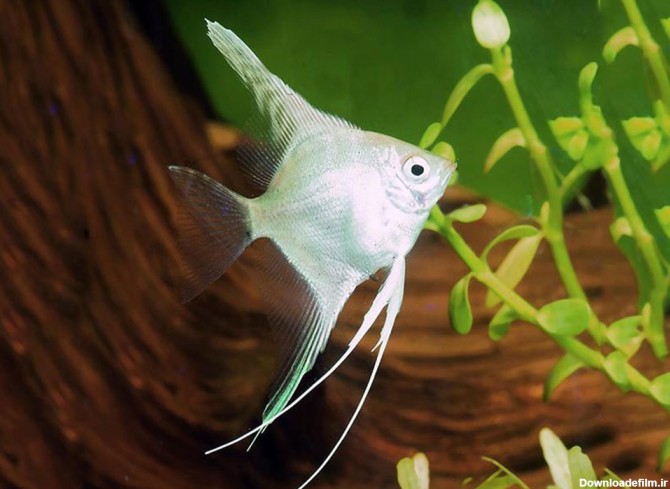 شناخت کامل ماهی آنجل یا فرشته ماهی - پت زیپ