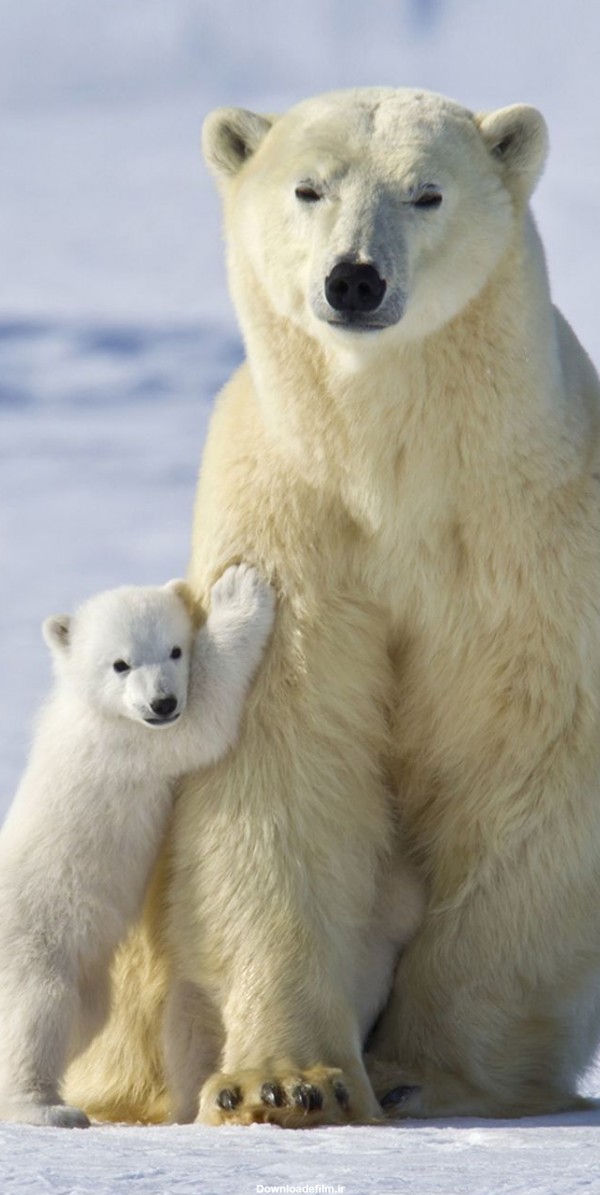 عکس ها و تصاویر زیبا خرس قطبی واقعی و وحشی سفید برای پروفایل