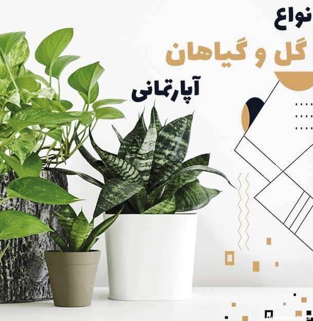 عکس تمام گل های خانگی