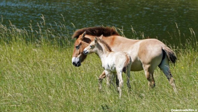 ببینید | تولد یک کره اسب نادر در خطر انقراض