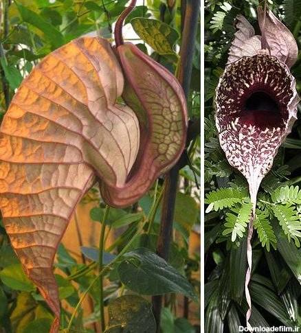 عکس| ۵ گونه از ترسناک‌ترین و عجیب‌ترین گیاهان دنیا