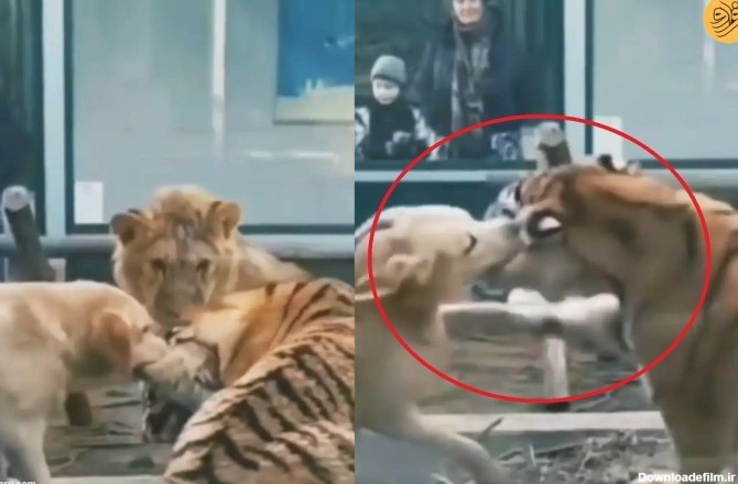 فرارو | (ویدئو) دفاع یک سگ از شیر در برابر ببر!