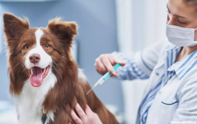 آیا واکسیناسیون سگ ضروری است؟   | پت لینک