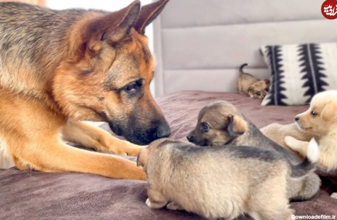ویدئو) کنجکاوی بامزه سگ ژرمن شفرد پدر در اولین دیدار با بچه ...
