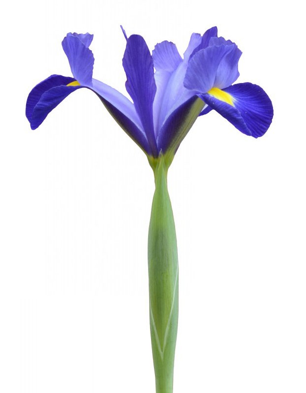 Iris پیاز زنبق 1393 - گلستان علی - گلستان علی