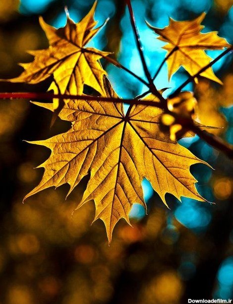 والپیپر برگ های پاییزی برای موبایل زیبا و باکیفیت - مینویسم